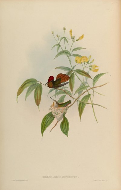 Chrysolampis moschitus de John Gould